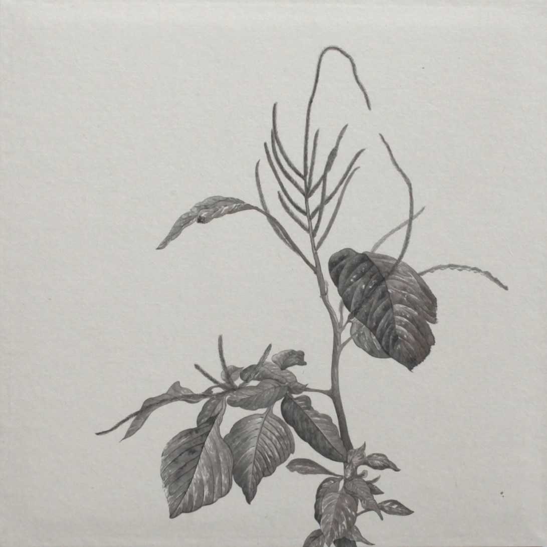 閑原 小草圖冊2- (8) 2012-2013紙本水墨畫 32x32cm